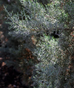 CUPRESSUS arizonica Fastigiata 8