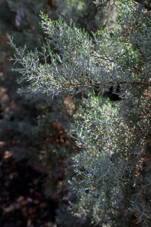 CUPRESSUS arizonica Fastigiata 8