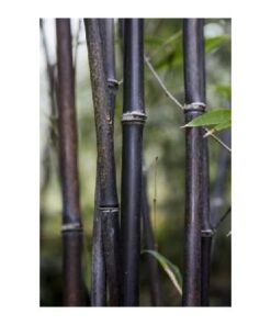 PHYLLOSTACHYS nigra 12