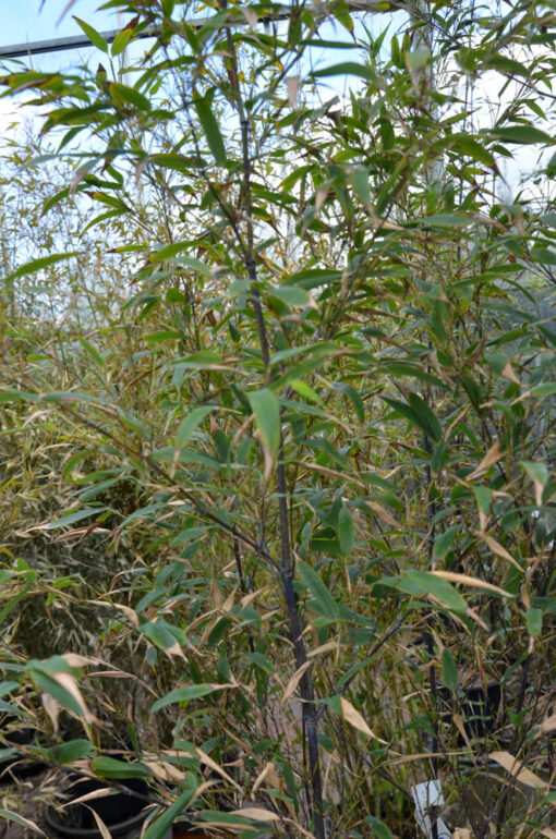 PHYLLOSTACHYS nigra 6