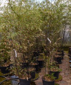 PHYLLOSTACHYS nigra 9