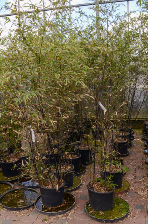 PHYLLOSTACHYS nigra 9