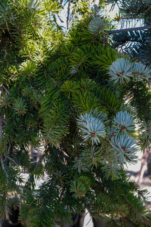 PICEA pungens Hoopsii 2