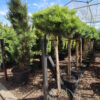 PINUS sylvestris container grown 2