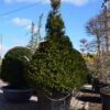 TAXUS Baccata cone 2