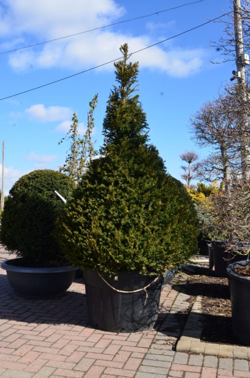 TAXUS Baccata cone 2