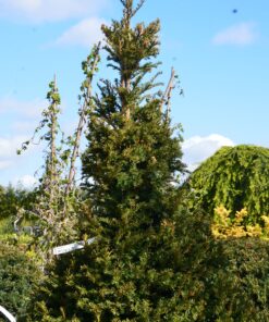 TAXUS Baccata cone 3