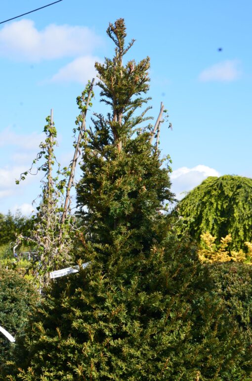 TAXUS Baccata cone 3