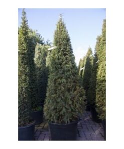 TAXUS baccata Cone 4