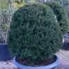 TAXUS baccata beehive 2 1