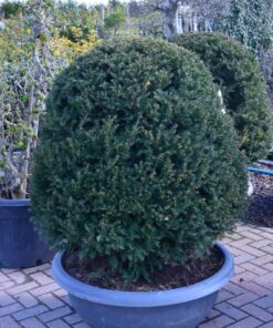 TAXUS baccata beehive 2 1