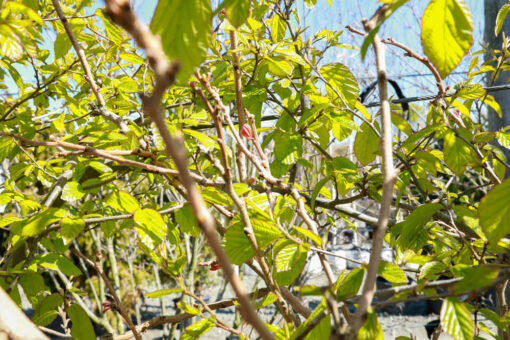 KOELREUTERIA paniculata Coral Sun 1