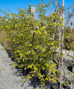 PARROTIA persica 2