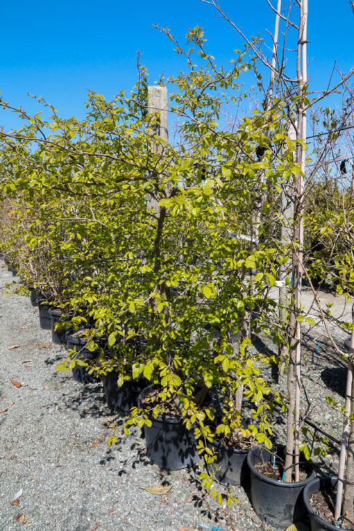 PARROTIA persica 2