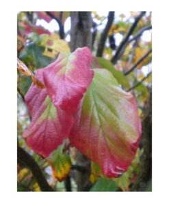 PARROTIA persica 3