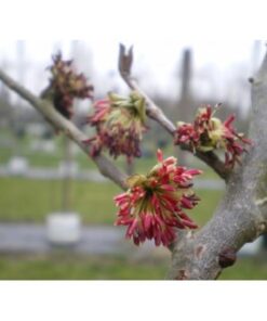 PARROTIA persica 4