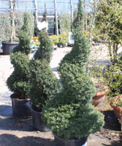 TAXUS baccata spiral 1