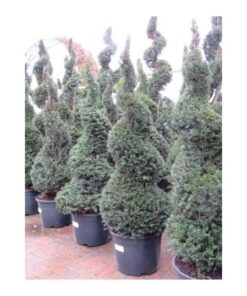 TAXUS baccata spiral 6