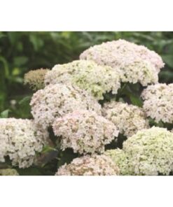 HYDRANGEA arborescens BellaRagazza Blanchetta 1