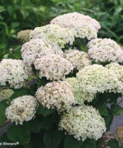 HYDRANGEA arborescens BellaRagazza Blanchetta 2