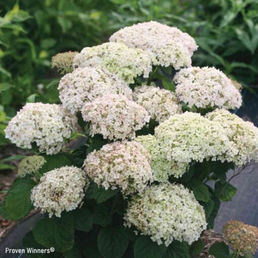 HYDRANGEA arborescens BellaRagazza Blanchetta 2