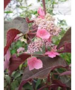 HYDRANGEA aspera Hot Chocolate 1