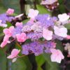 HYDRANGEA aspera Hot Chocolate 2