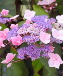 HYDRANGEA aspera Hot Chocolate 2