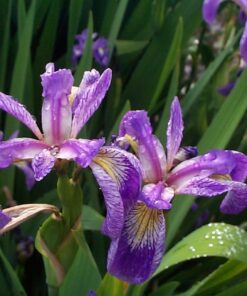 IRIS versicolor 2 1