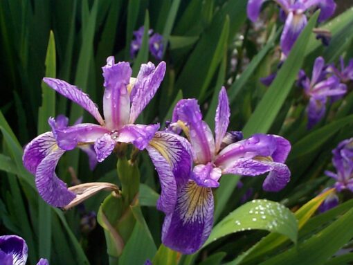 IRIS versicolor 2 1