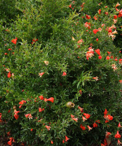 Punica granatum Pomegranate 1