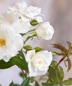 ROSA Climbing Iceberg 2