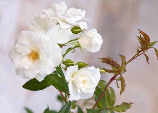 ROSA Climbing Iceberg 2