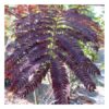 ALBIZIA julibrissin Summer Chocolate 1