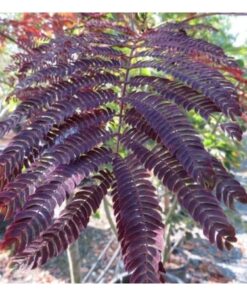 ALBIZIA julibrissin Summer Chocolate 1