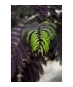 ALBIZIA julibrissin Summer Chocolate 3