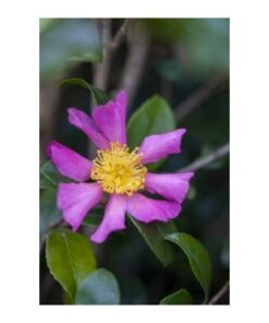 CAMELLIA sasanqua Cleopatra 2