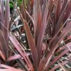 CORDYLINE australis Atropurpurea 2