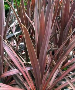 CORDYLINE australis Atropurpurea 2