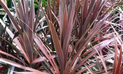 CORDYLINE australis Atropurpurea 2