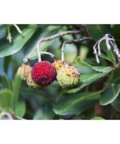 ARBUTUS unedo 2