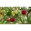 ARBUTUS unedo 3