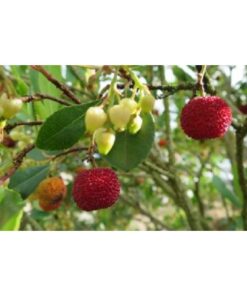 ARBUTUS unedo 3