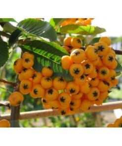 PYRACANTHA Golden Glow 1