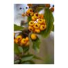 PYRACANTHA Golden Glow 2