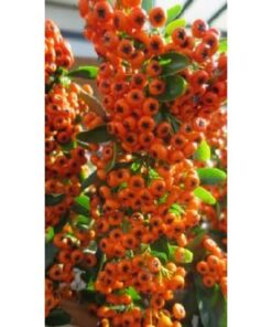 PYRACANTHA Saphyr Orange 1