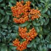 PYRACANTHA Saphyr Orange 2