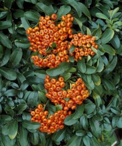 PYRACANTHA Saphyr Orange 2