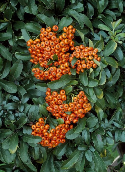 PYRACANTHA Saphyr Orange 2