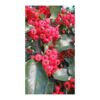 PYRACANTHA Saphyr Red 1